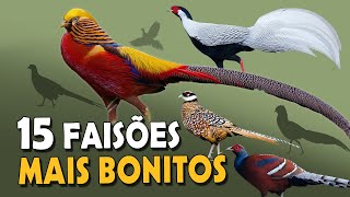 OS 15 FAISÕES SELVAGENS MAIS BONITOS do MUNDO! by Planeta Aves 142,542 views 4 weeks ago 9 minutes, 5 seconds