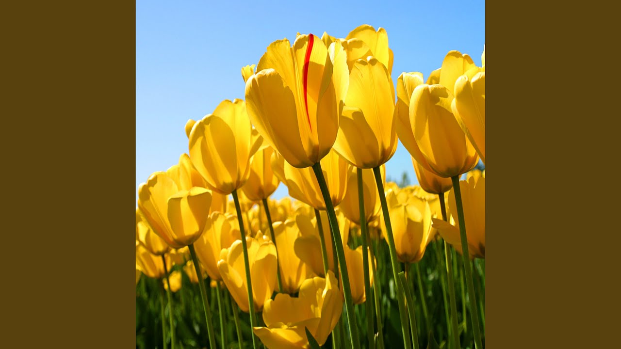 Watch CERENATA on YouTube Watch CERENATA on YouTube