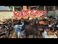 انطلاقة الفحول مع الجديات صغار الماعز المورسيانو