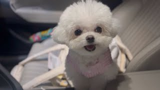 #양머리 #몽이 #목욕 했어요💓 #모아몽 에서요 ㅋ ㅋ