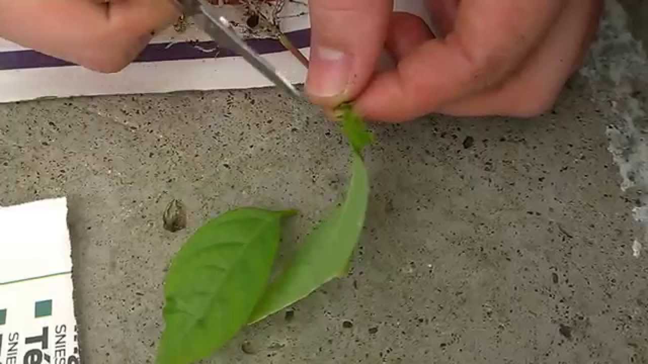 Se pueden llevar plantas, flores o semillas en el avión?