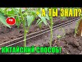 ПОСАДКА ТОМАТОВ 🍅 Самый простой и эффективный способ подвязки помидор!