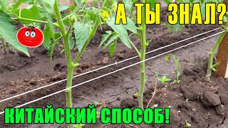 ПОСАДКА ТОМАТОВ 🍅 Самый простой и эффективный способ подвязки помидор!