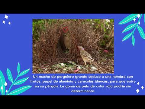 Video: Cereza De Pájaro De Virginia