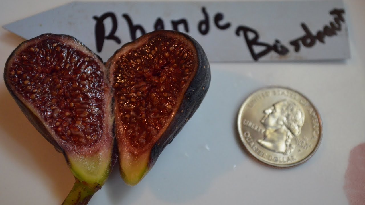 Growing Figs In Virginia Zone 7B YouTube