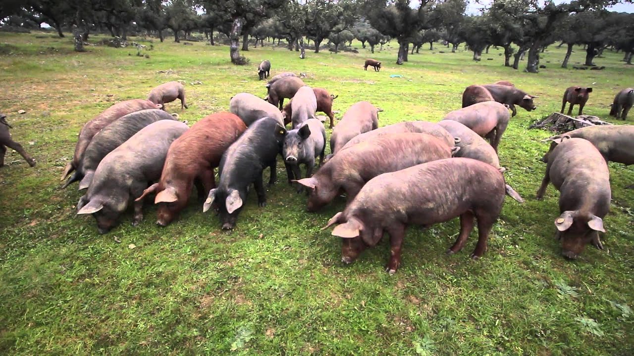 Cerdo Ibérico en la dehesa de Extremadura