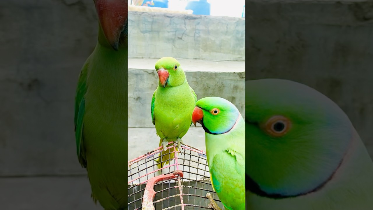 Talking parrot video😱 