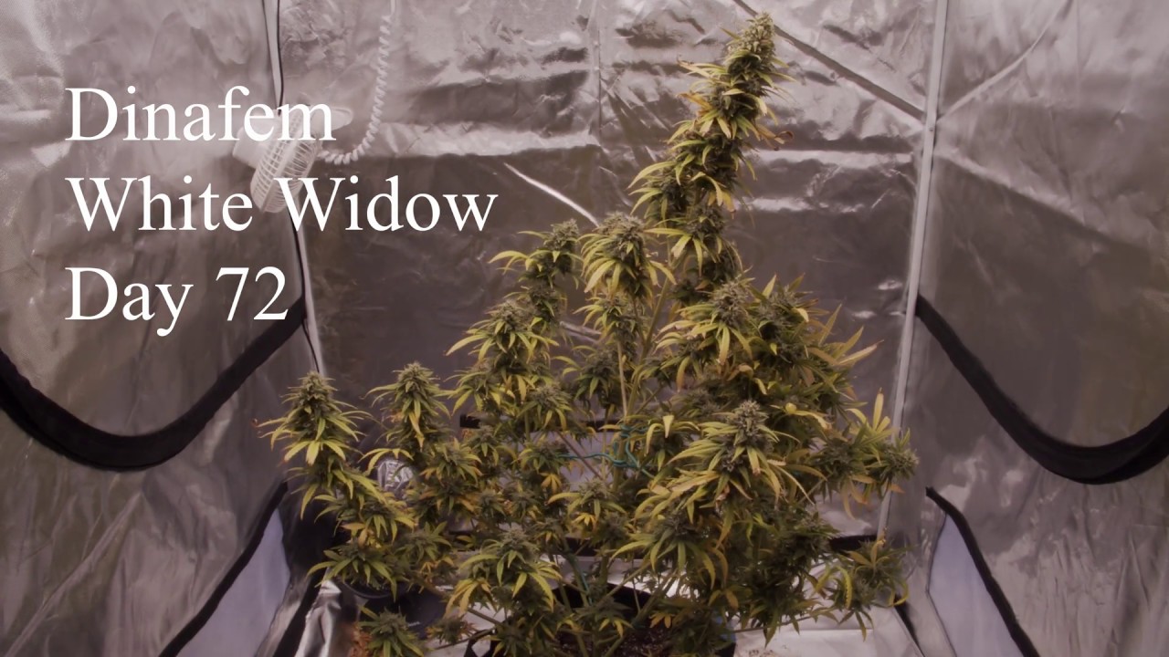 Dinafem White Widow Auto - Day 72