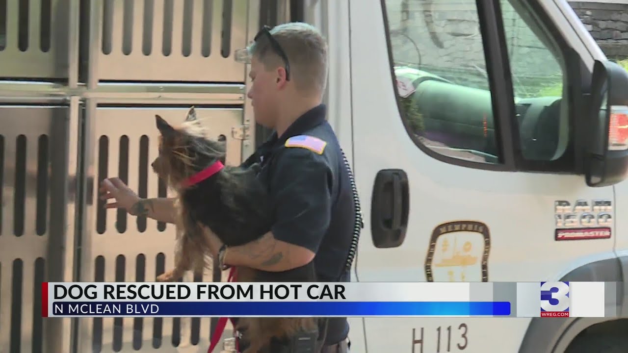 Small dog rescued from hot car in Midtown - YouTube