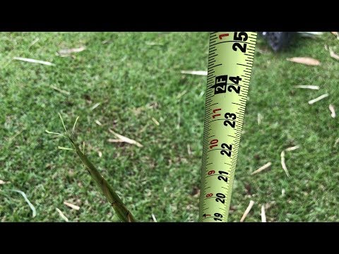 Wideo: Czy w Spokane rośnie bambus?