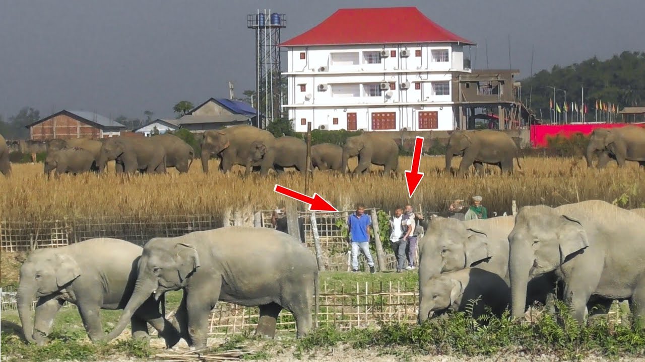 15 февраля 2026 г. #дикаяприрода #слон #Ассам #вирусное