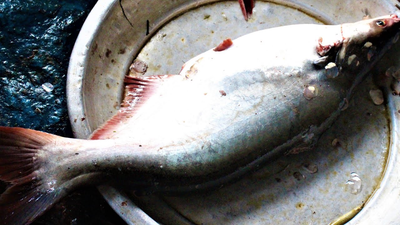 Fastest Catfish Cutting Skills | Big Pangus Fish Cleaning & Chopping In ...