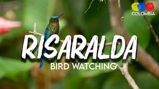 Risaralda: One of the departments with more bird species in Colombia – Bird Watching Colombia