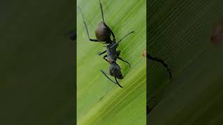 Don't Ever Mess with This Tiny Ant! 🐜😳