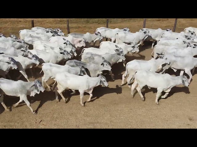 45º Mega Leilão Anual Carpa | BEZERROS LOTE 22C