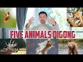 Five animal qigong full routine