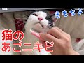 猫のあごニキビ取る日々のお手入れ