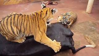 Tigers cubs playing with their dinner