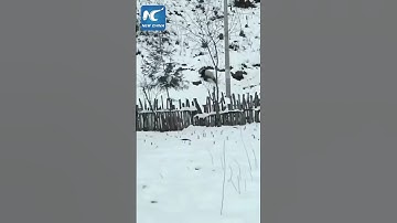 Wild giant panda safely returns to habitat after village tour