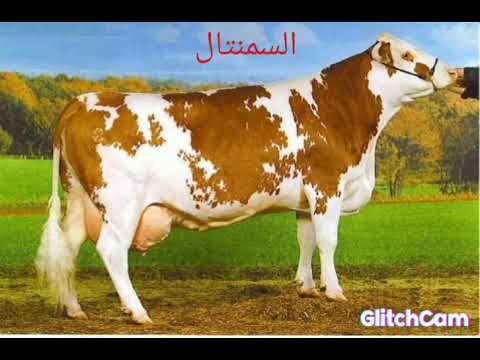 معلومات هامه لازم تعرفها قبل ما تشتري ابقار السمنتال