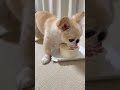 ママが悲鳴をあげました🥹w YouTubeにもロング動画アップします(4/10 20:00)みてね🐶🌷 #shortvideo #ペキチワ #癒し動画 #チワワ #ガウガウ #犬のいる暮らし