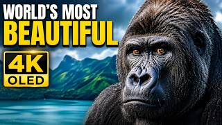 Stunning 8K-Style 4K Demo | HDR Visual Experience
