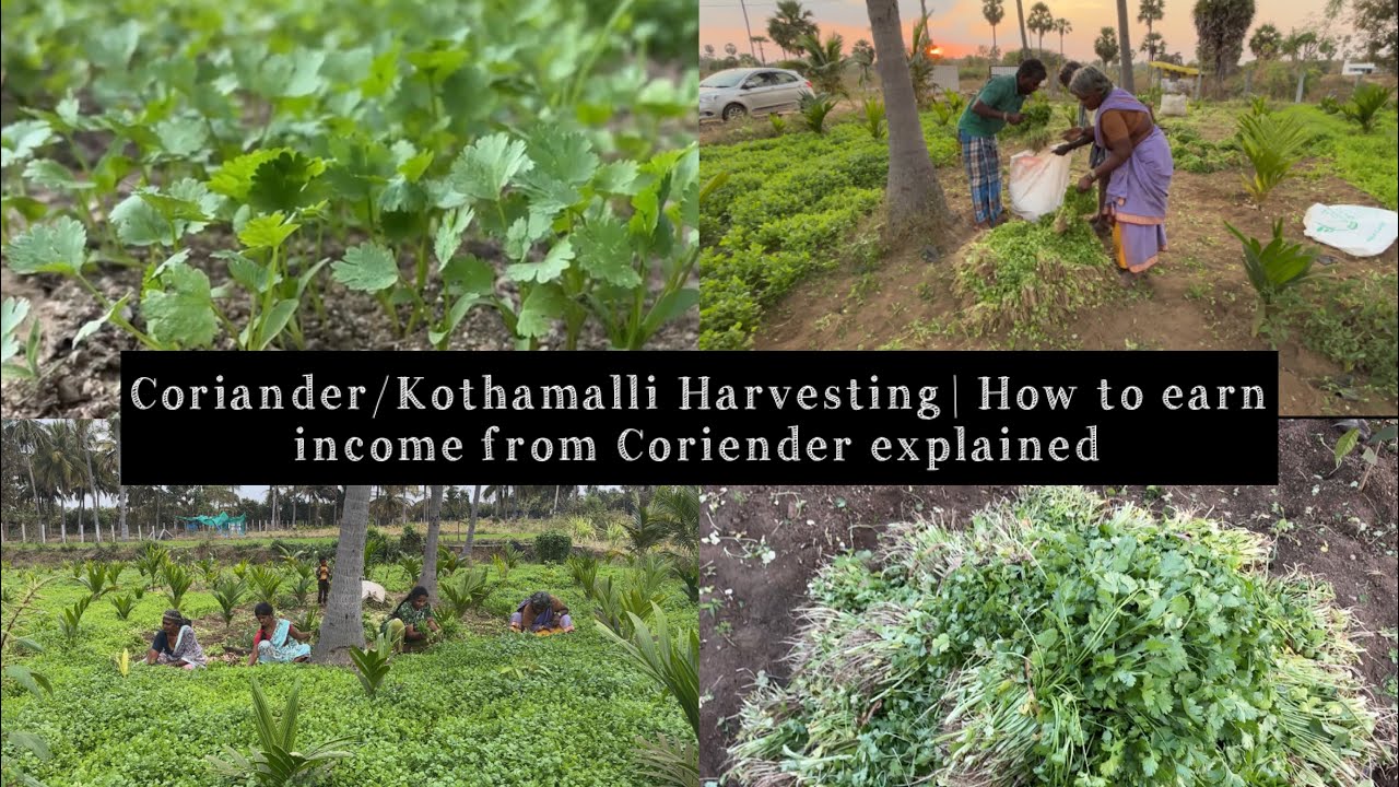 Fresh Coriender/Kothamalli Harvesting🌱|How to Earn income from Coriender explained| Price details 