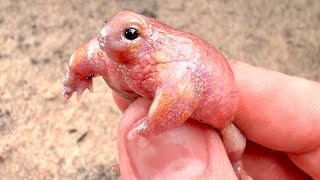 Meet the Turtle Frog! Pink, Pudgy and Kinda Cute by Mark Vins   10,251 views 5 months ago 11 minutes, 55 seconds