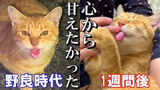 【野良猫から家猫へ】1週間の記録｜人懐っこすぎる茶トラ猫の出会い！運命？