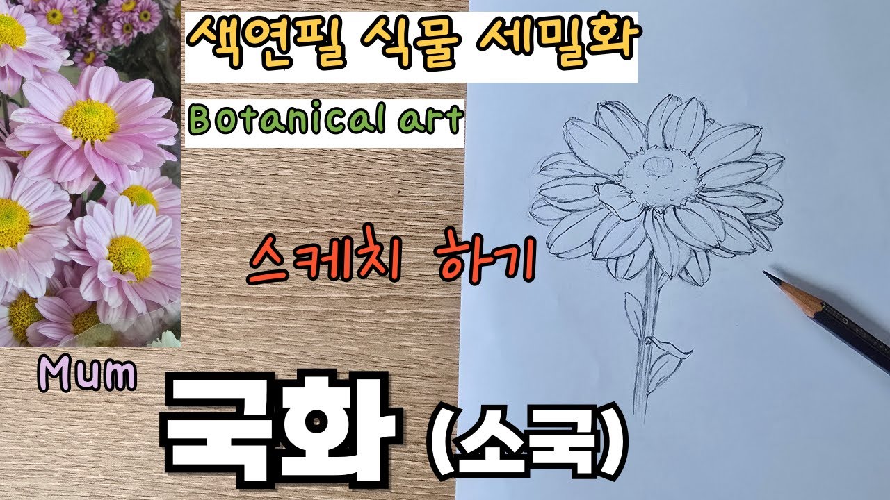 초보자를 위한 색연필로 그리는 국화 (1. 스케치 하기) / Drawing a Mum with colored pencils / How to sketch flowers
