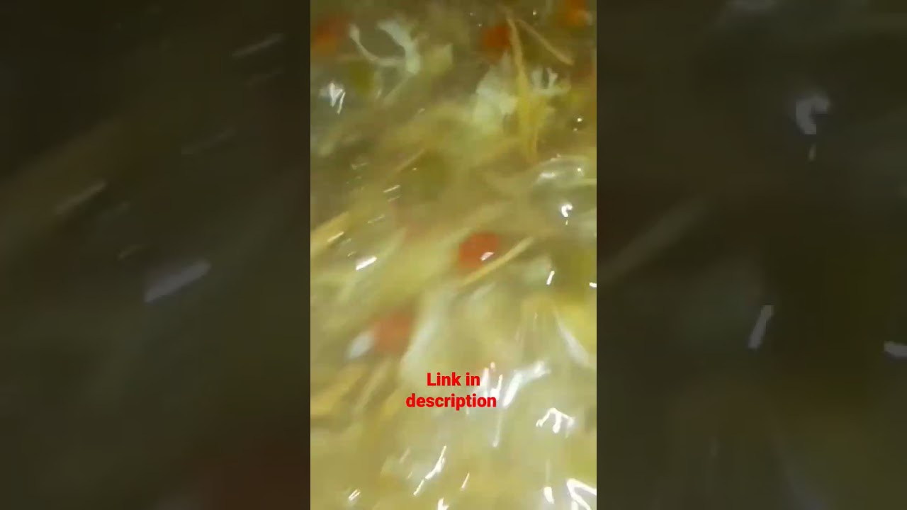 Special soup recipe 😋 