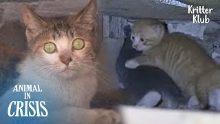 Cat's Shocked At Seeing 'This' Which Almost Killed Her Kittens (Part 1) | Animal in Crisis EP227