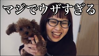 とあるペットショップ店員がヤバすぎたので完全再現させていただきます。