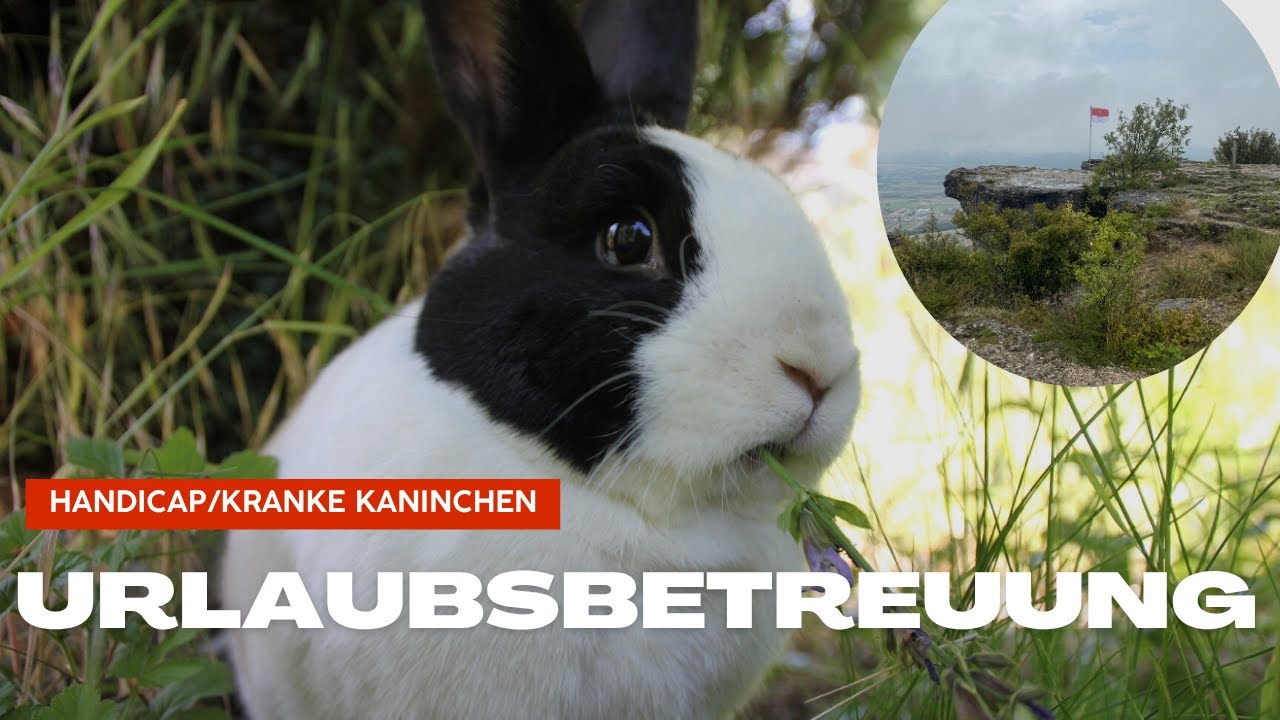 Urlaubsbetreuung für kranke Kaninchen! Wichtige Vorbereitungen und Infos💊🏝️