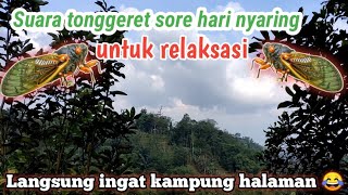 Suara Tonggeret Sore Hari Nyaring | 1Jam Nonstop | Relaksasi