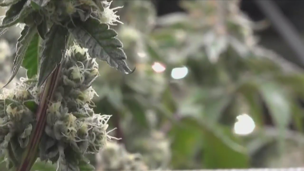 Nebraska Medical Cannabis Commission Agrees to Limit Plant Production