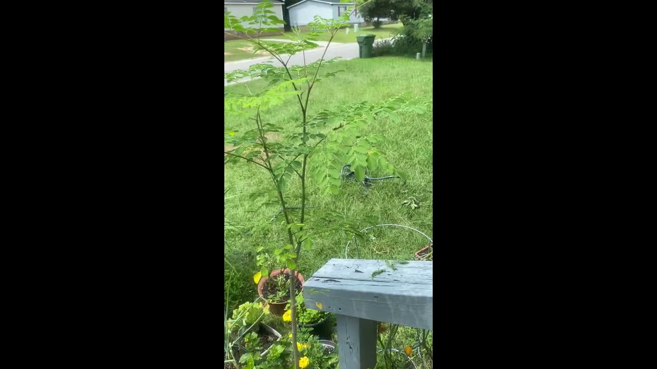 Unedited: How to have a container garden like me? Silvoza’s World 