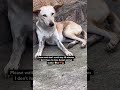 Please Stay 10 Minutes I Don T Have To Close Kamuli Animal Shelter Donatetoday Please Stay 10 Minutes I Don T Have To Close Kamuli Animal Shelter Donatetoday