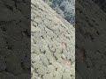 Darjeeling Tea Gardens from Ropeway