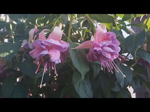 Видео: Фуксиа өвчин (20 зураг): эмчилгээний арга. Нахиа яагаад унаж, нээх цаггүй, фуксиа навчийг хаядаг вэ? Цагаан ялаа болон бусад хортон шавьжнаас хэрхэн ангижрах вэ?