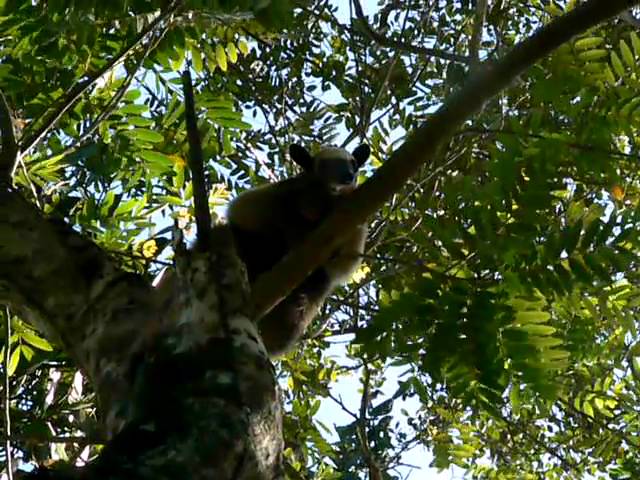 ANTEATER T-Pose! in Costa Rica 🐜 #shorts Tamandua 