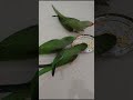 #Baby Parrot Corn Khata Hua 😍🦜 | মিষ্টি টিয়া বাচ্চা ভুট্টা খাচ্ছে #parrot  #talkingparot #trending