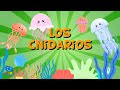 LOS CNIDARIOS, unos invertebrados muy estrafalarios | Vídeos Educativos para Niños