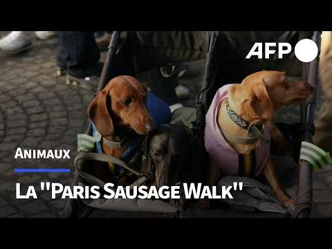 Défilé de teckels sur les Champs-Élysées | AFP
