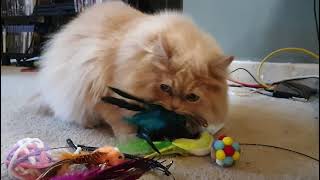 watch This Big Bad Cat Get Territorial Over A New Toy