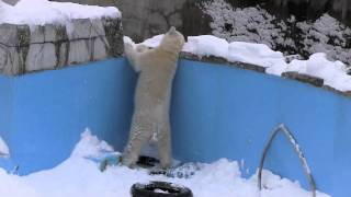 バランスくずしてコケたアイラ~Polar Bear lost balance and fell over