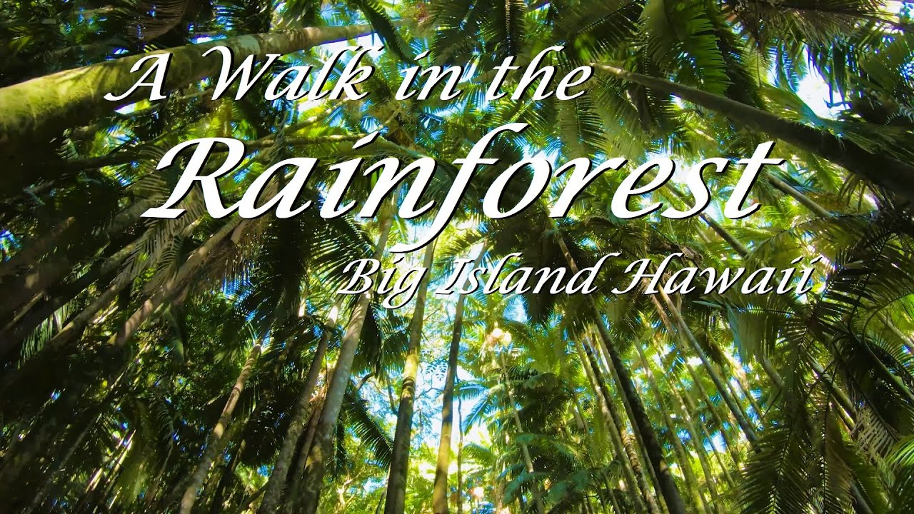 A walk in the Rainforest Big Island Hawaii Walking in the Jungle