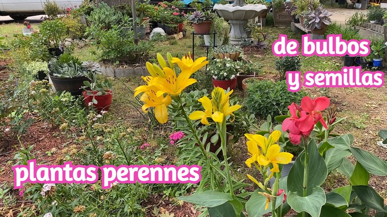 Plantas Perennes de Bulbos  semillas