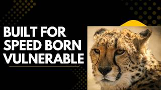 The Cheetah — Built for Speed but Born Vulnerable