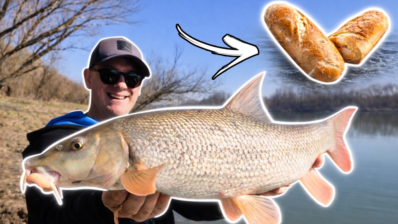 KRUH na FEEDERU - MRENE poludjele!